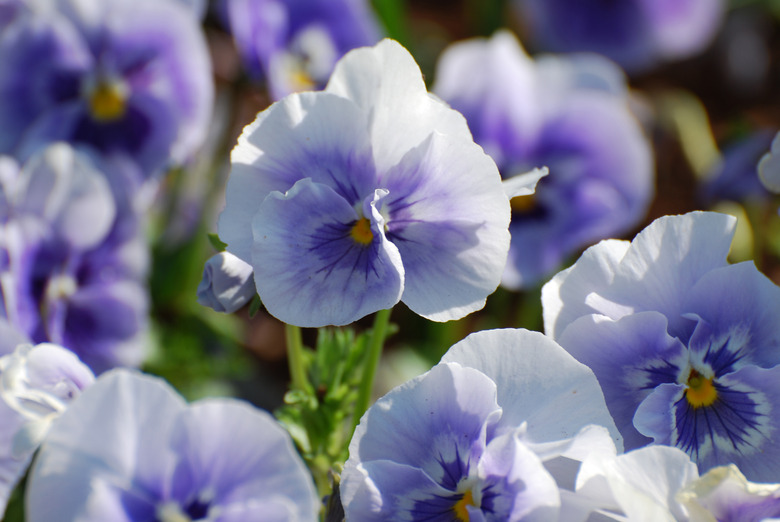 Flowering White and Purple Pansies in a Vibrant Garden