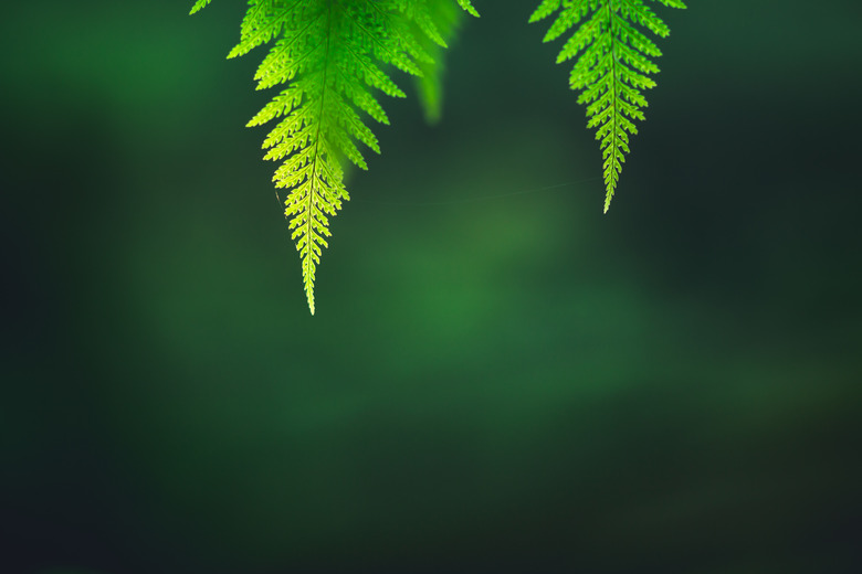 Low Angle View Of Fern Leaves