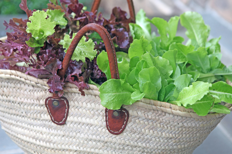 Leaf lettuce.