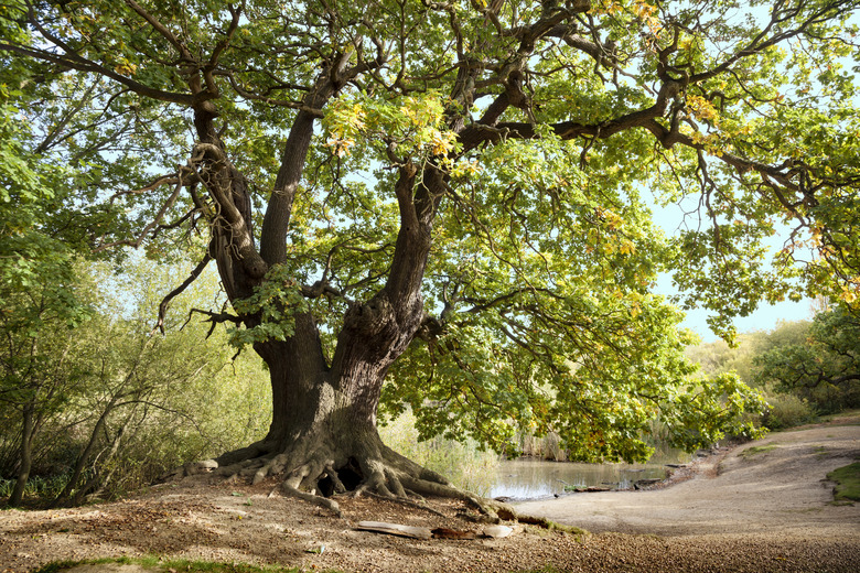 Ancient oak tree with exposed roots.