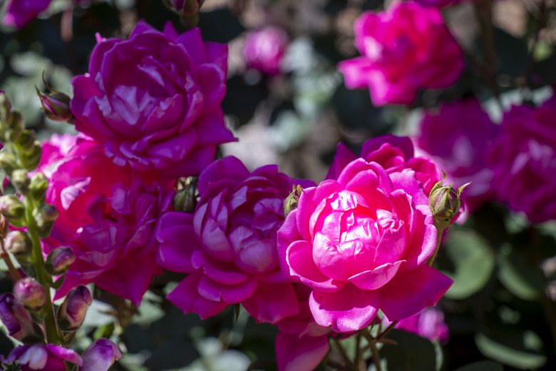 Close-up of a cluster of double red Knock-Out roses in dappled sunlight.