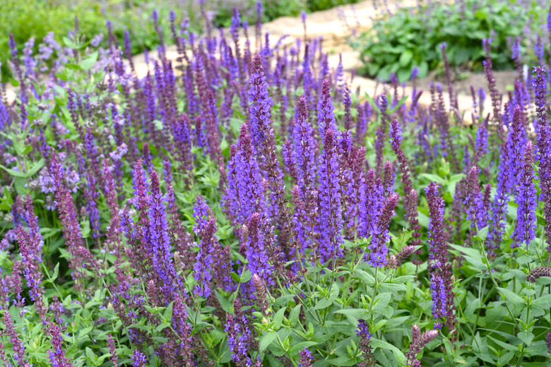 Salvia nemorosa plants.