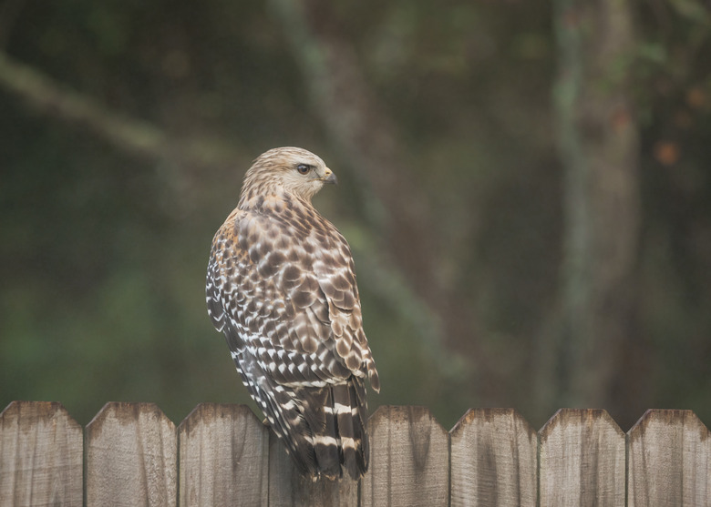 Hawk perches on neighborhood fence in Orlando, Florida.