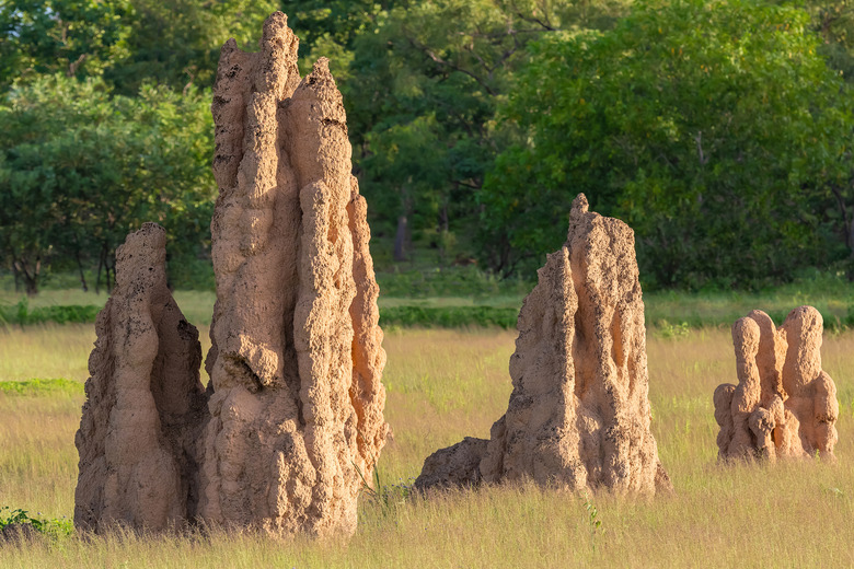 Termite mounds, Northern Territory, Australia.