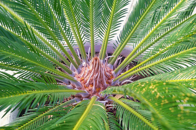 Popular decorative palm Cycas revoluta