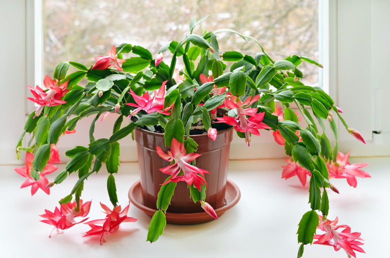 Christmas cactus (Schlumbergera)