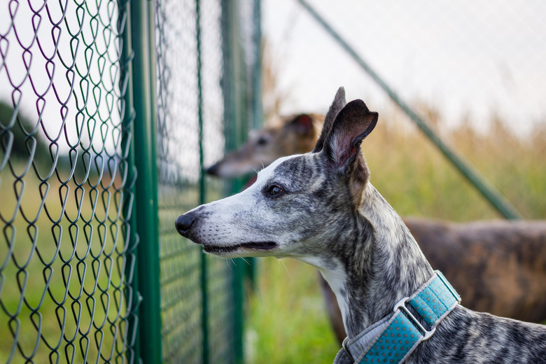 Two dogs guarding backyard behind chain link fence.