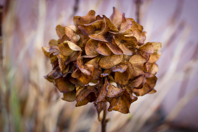 Hydrangea dry in autumn