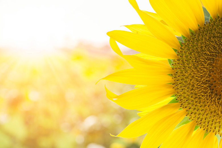 Sunflower field