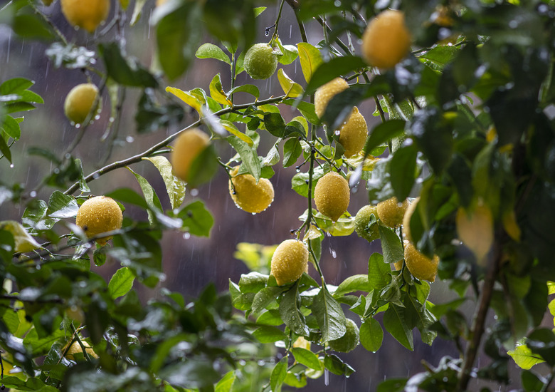 Lemon tree in the rain