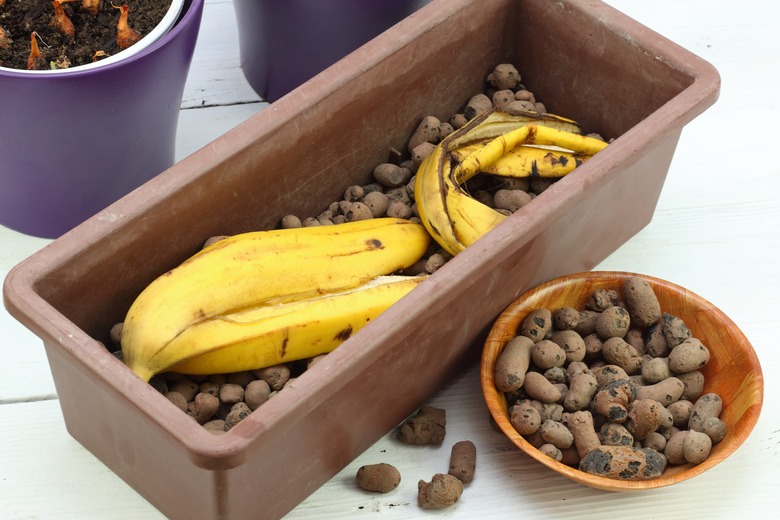 Banana peel good for plant fertilization