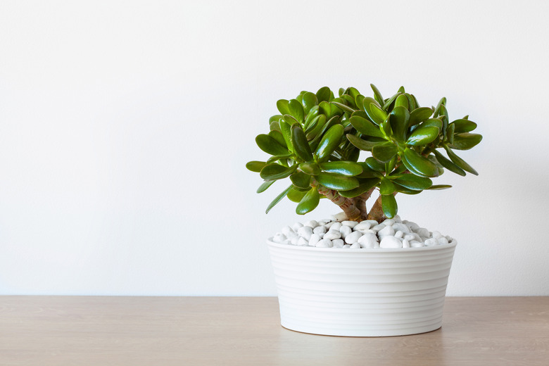 houseplant Crassula ovata jade plant money tree in white pot