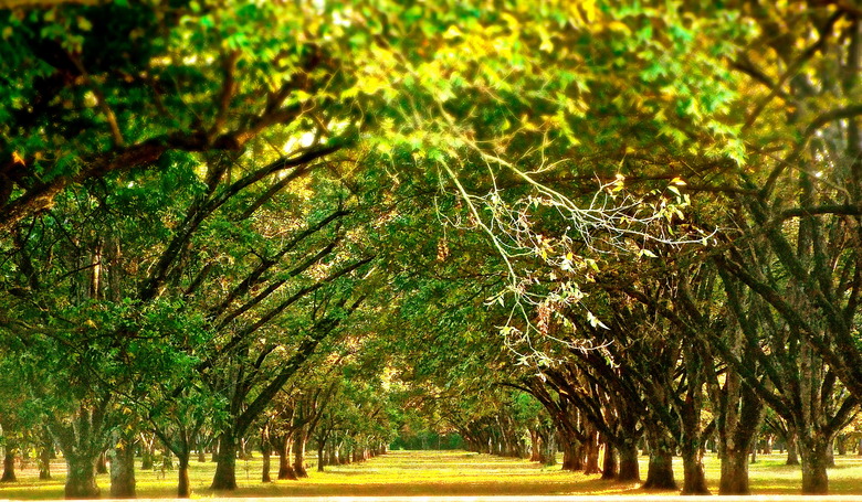 Pecan Orchard