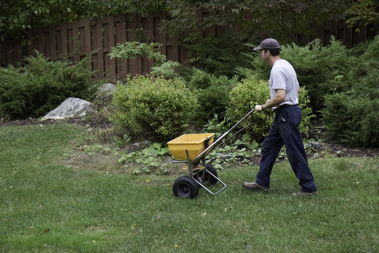 Fertilizing a lawn.