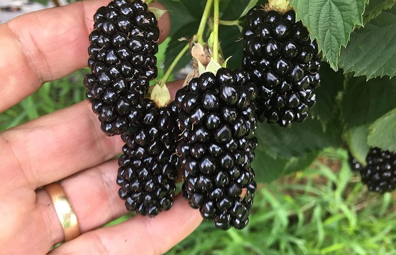 Blackberry plant.