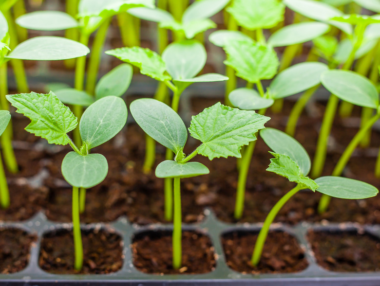 Green Cucumber seedling on tray close up