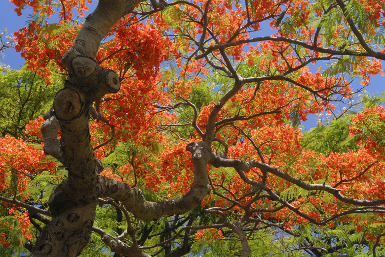 Royal Poinciana