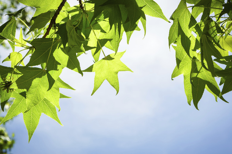 Spring Sweetgum Leaves on Branch against Blue Sky