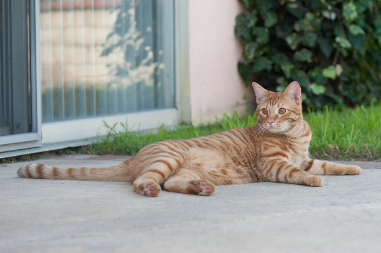 Orange tabby lying on concrete.