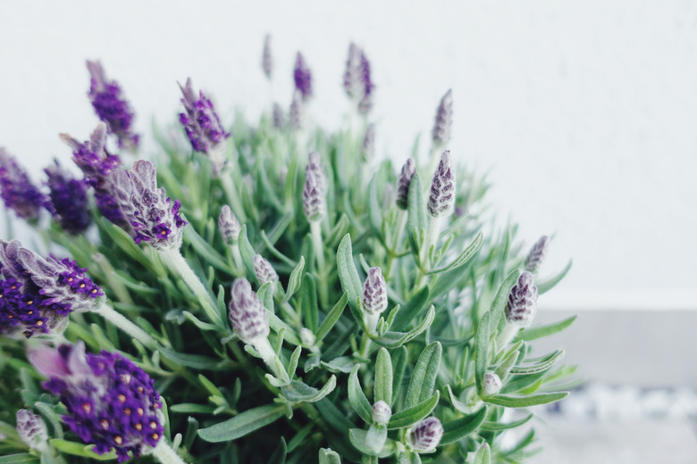 Closeup View Of Lavender Blooming In Pot Against White Wall.