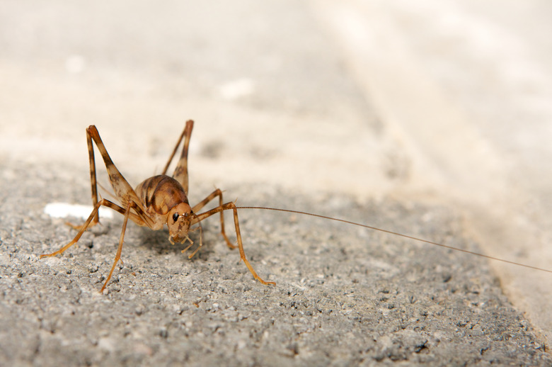 camel cricket