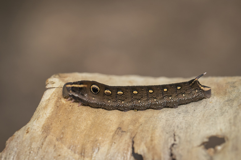 Image of brown caterpillar on a natural background. Insect. Brown worm. Animal.