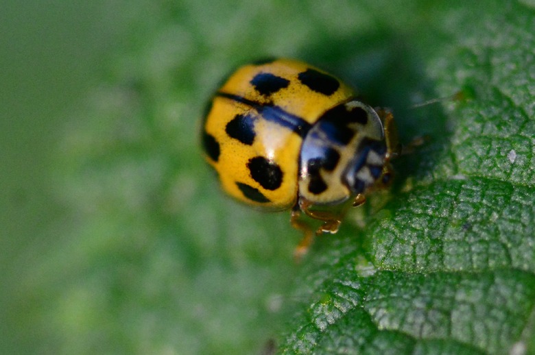 Harmonia axyridis