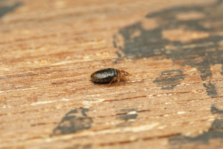 Lateral shot of Bed bug, Cimex lectularius, Pune, Maharashtra, India. feed exclusively on the blood of warm-blooded animals