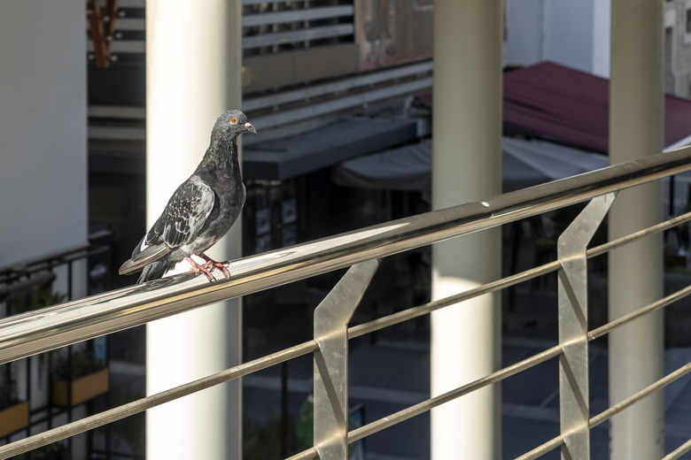 Pigeon on balcony railing.