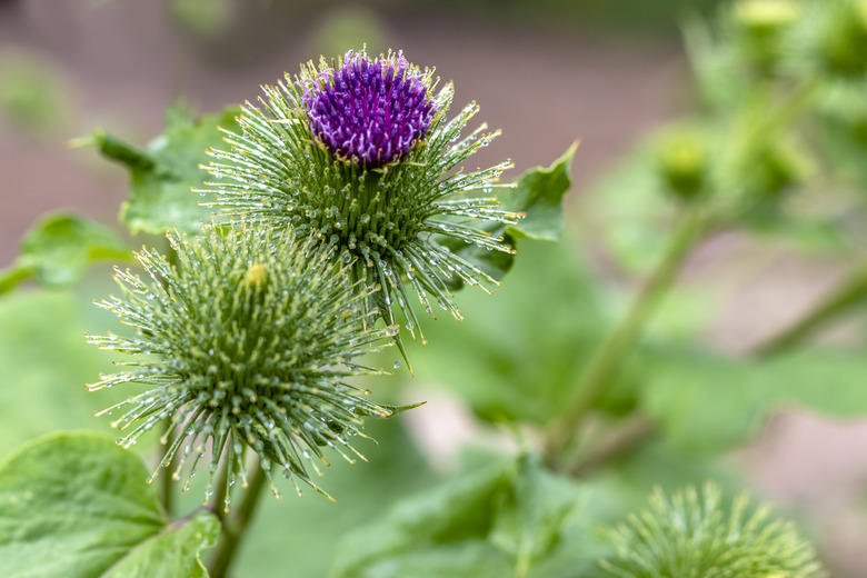 Burdock flowers (lat. Arctium).