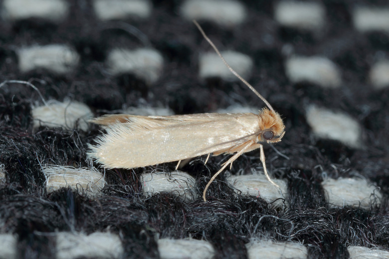 Tineola bisselliella known as the common clothes moth, webbing clothes moth, or simply clothing moth. It is a pest of clothing in homes.