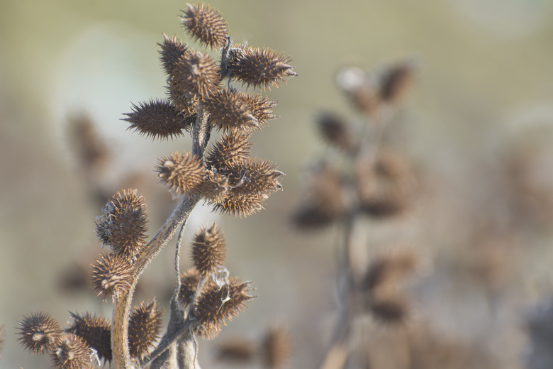 Dry, thorny fruits of Xanthium strumarium in natural conditions. Medicine and medicinal plants.