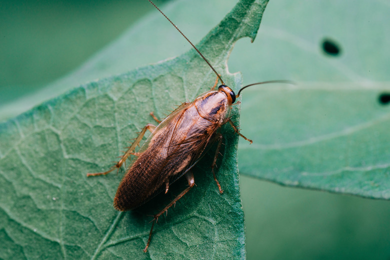 How to Get Rid of Cockroaches | Hunker