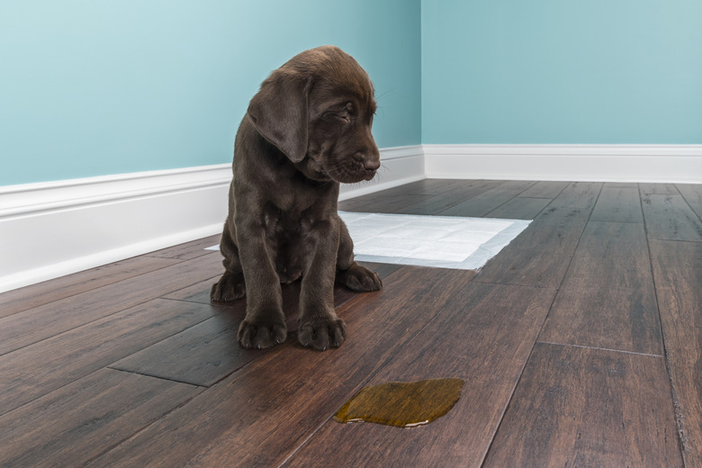 A Chocolate Labrador puppy grimacing next to pee on wood floor - 8 weeks old