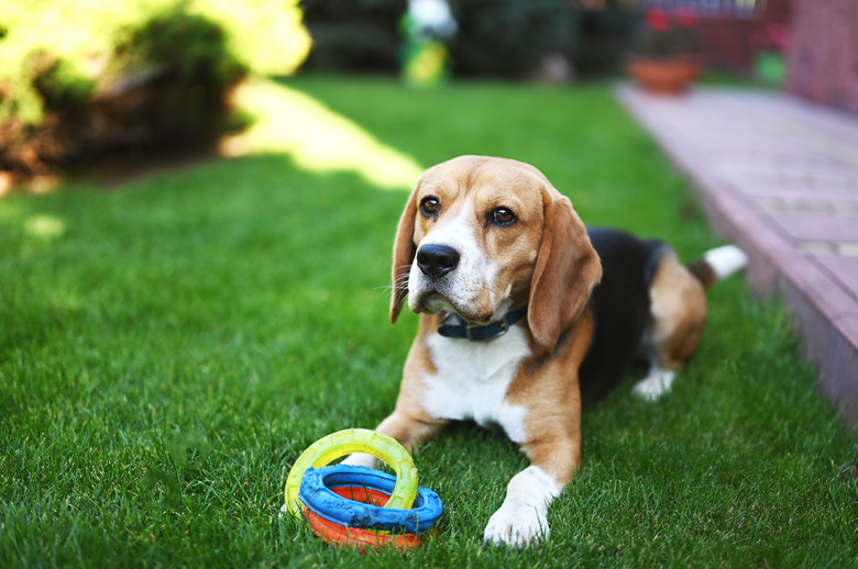 An adorable beagle dog sitting in a yard with a toy.