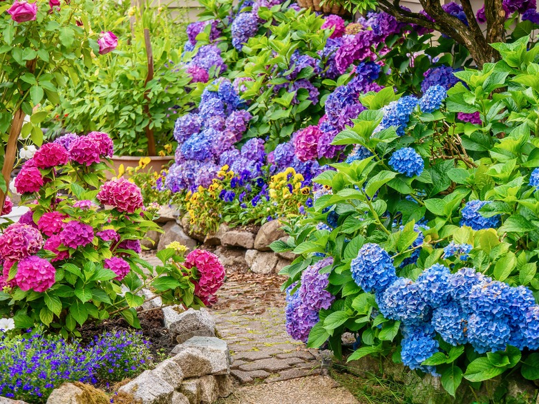 Blue, pink, and purple hydrangeas in a garden.