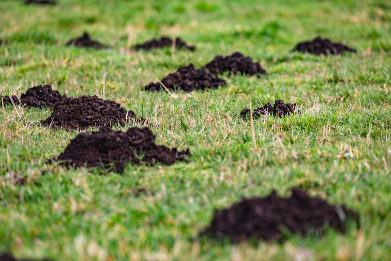 Close up of several molehills in a garden