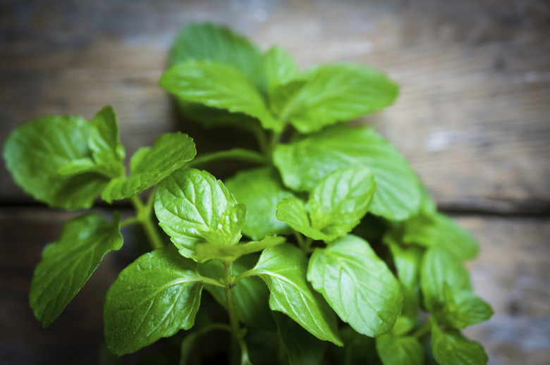 Fresh mint on rustic wooden background