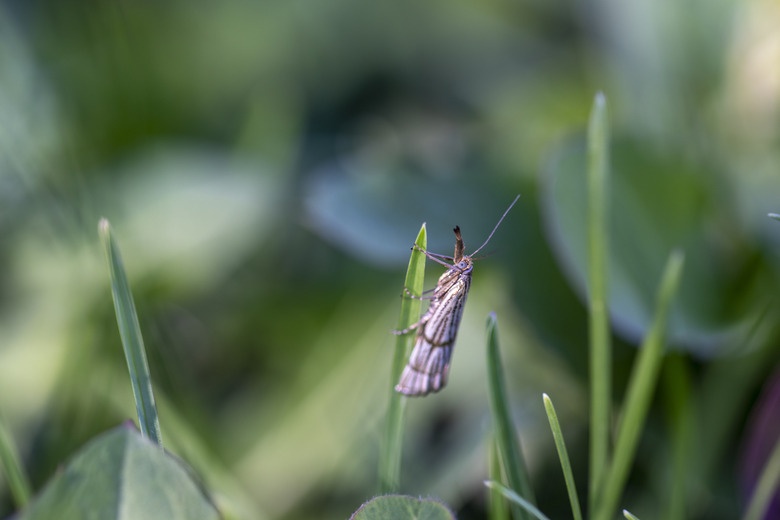 Moth on blade of grass. Closeup. Macro photo.