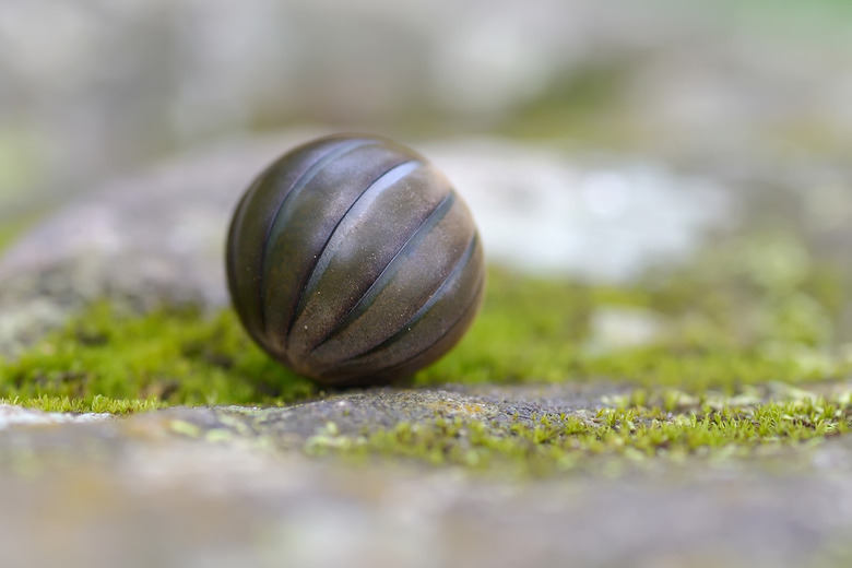 Pill bug closeup.