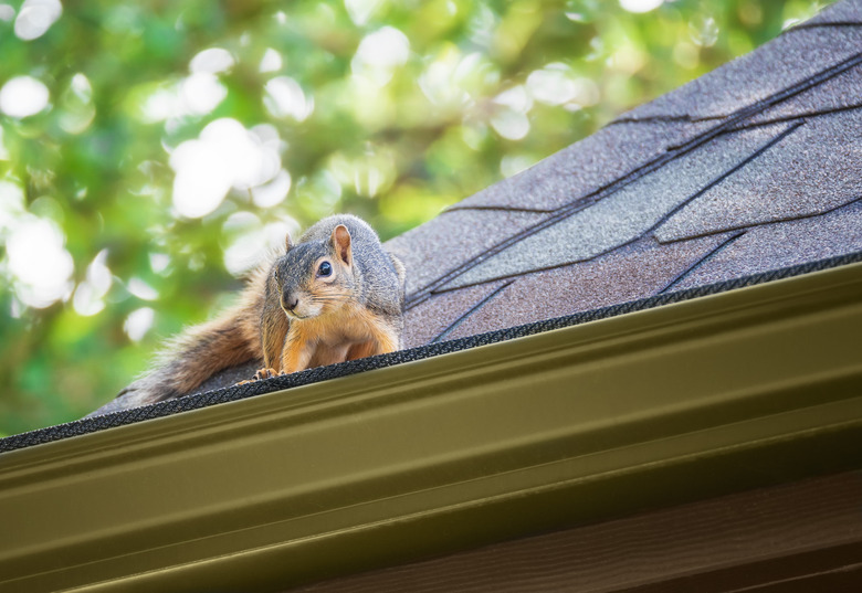 Squirrel on the roof.