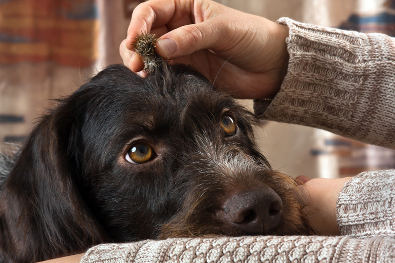 Removing a burr from a dog's hair.