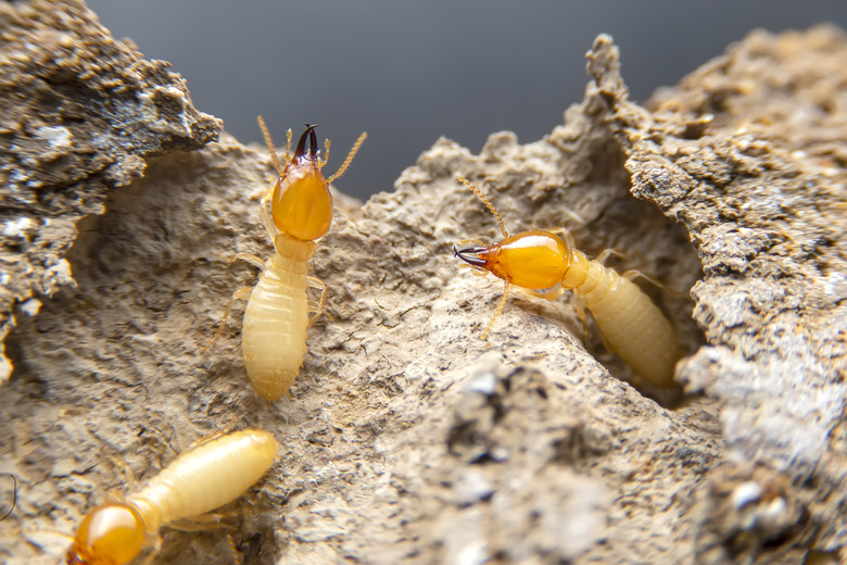 Termites in the nest on a white background. Small animals are dangerous for habitat.