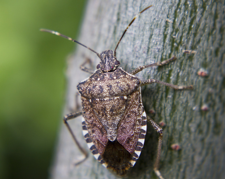 Stink Bug