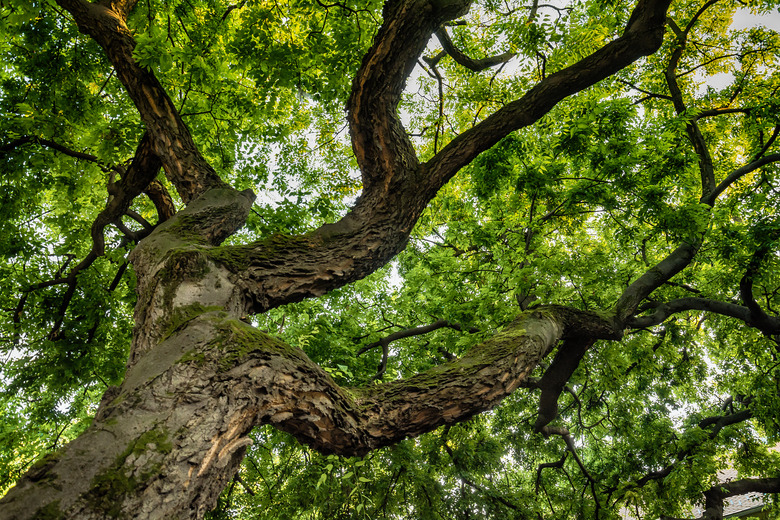 View through the crown of an oak tree