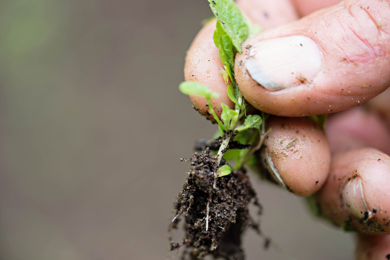 Weeding the garden