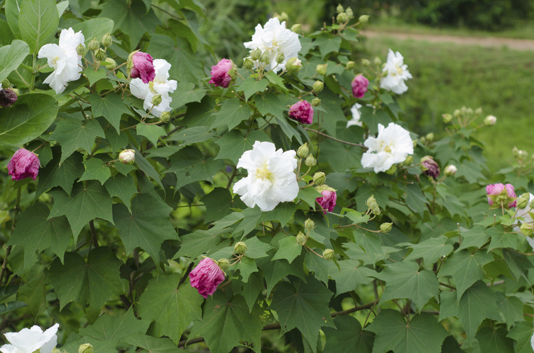 Confederate Rose Flower ( hibiscus mutabilis)