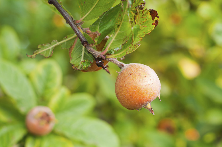 loquat on tree branch and green leaves