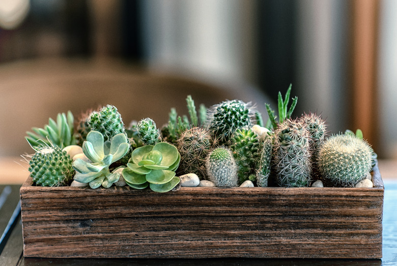 Many small cactus in different shapes and different colors growing in pots