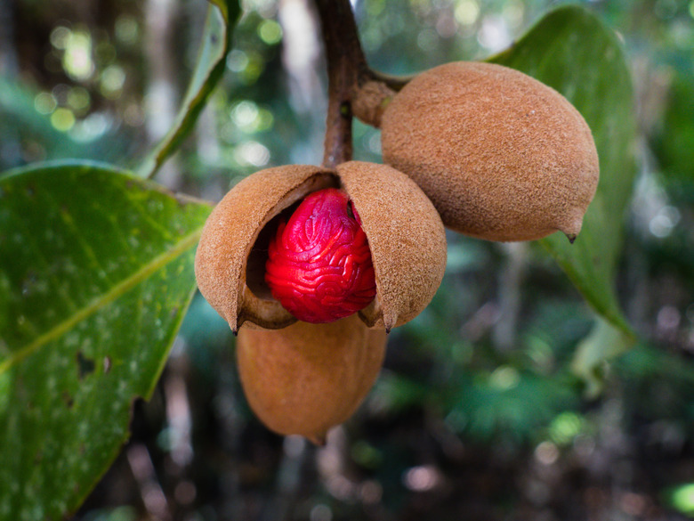 Queensland Nutmeg (Myristica globosa) fruits and seeds.